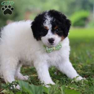 Blake, Mini Bernedoodle Puppy